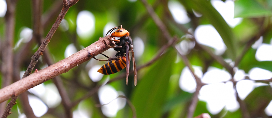 アイエイホームサービス｜蜂の巣駆除