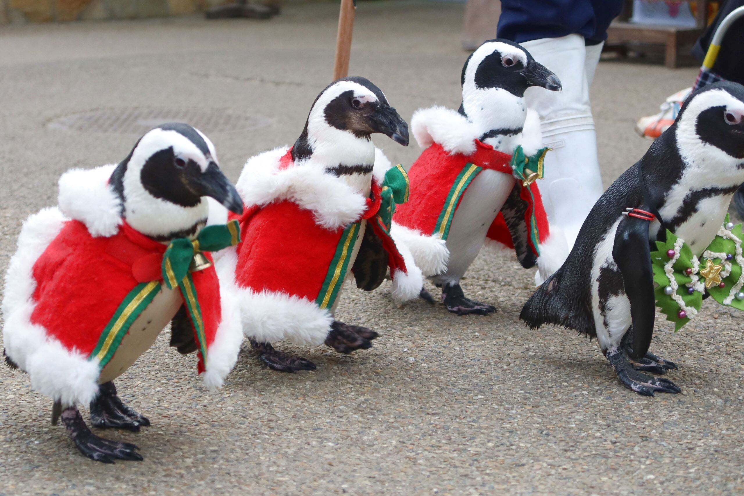ペンギンサンタお散歩の様子 - 【公式】湖畔に広がる花と鳥の楽園
