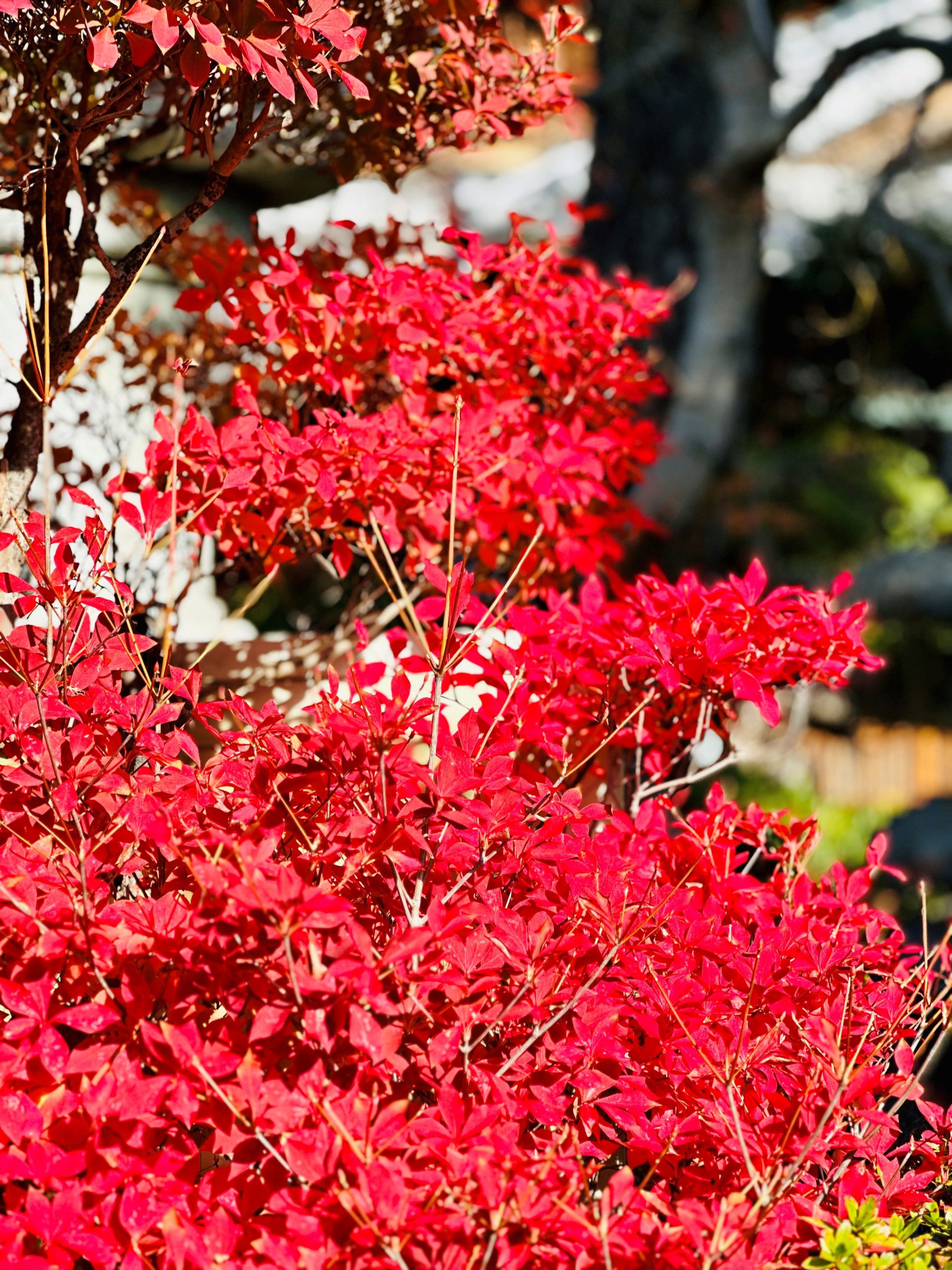 ドウダンツツジ | 山中育樹園