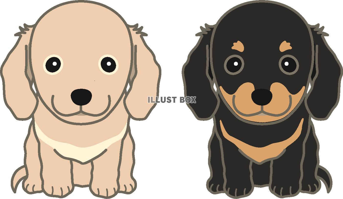 2匹のミニチュアダックス：イラスト無料