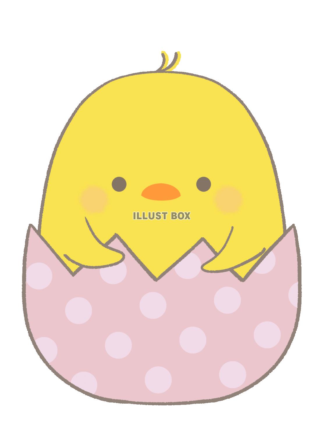 イースター 卵から覗くヒヨコのイラスト 線あり：イラスト無料