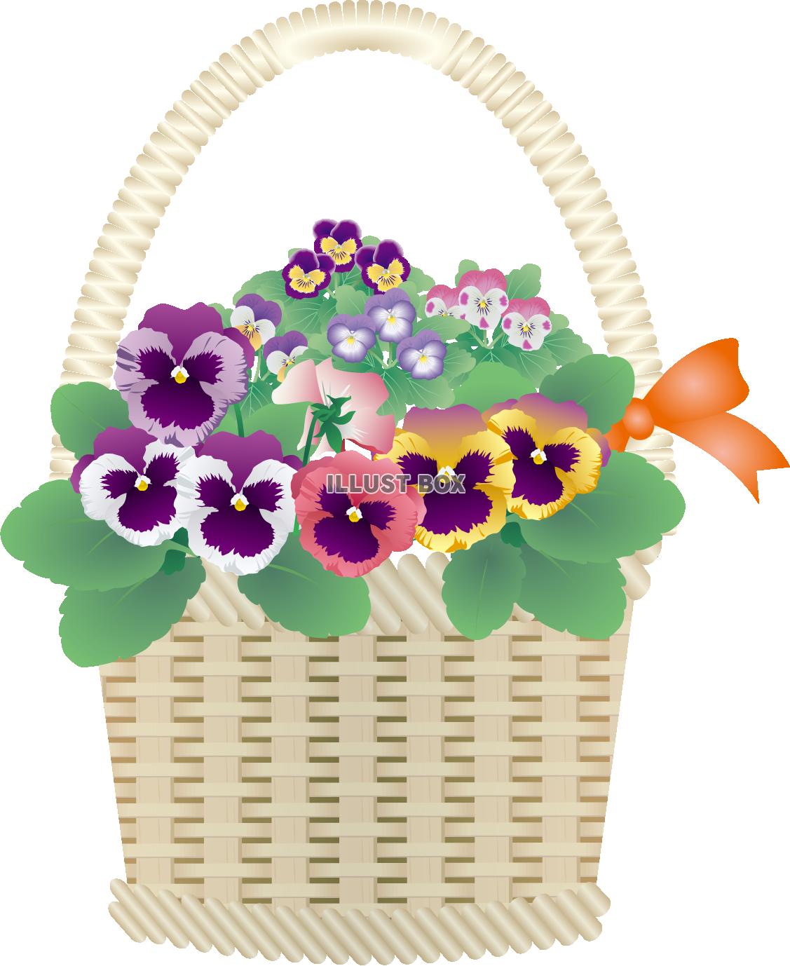 水越智三 pure tomato パンジー 鉢植え 花 イラスト 水越智三 pure