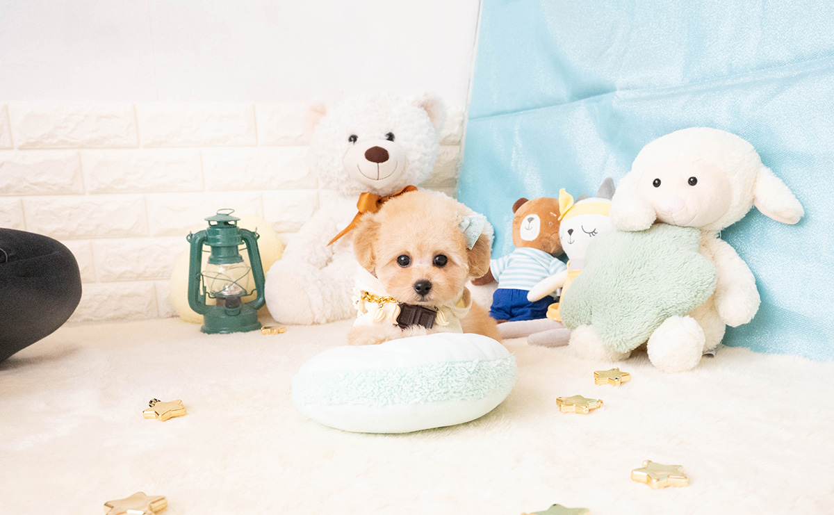 タイニープードルのアプリコットの男の子｜2025年11月27日生まれ｜No