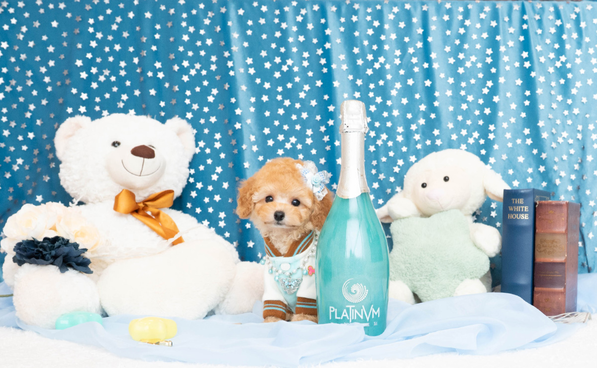 タイニープードルのアプリコットの男の子｜2025年3月20日生まれ｜No