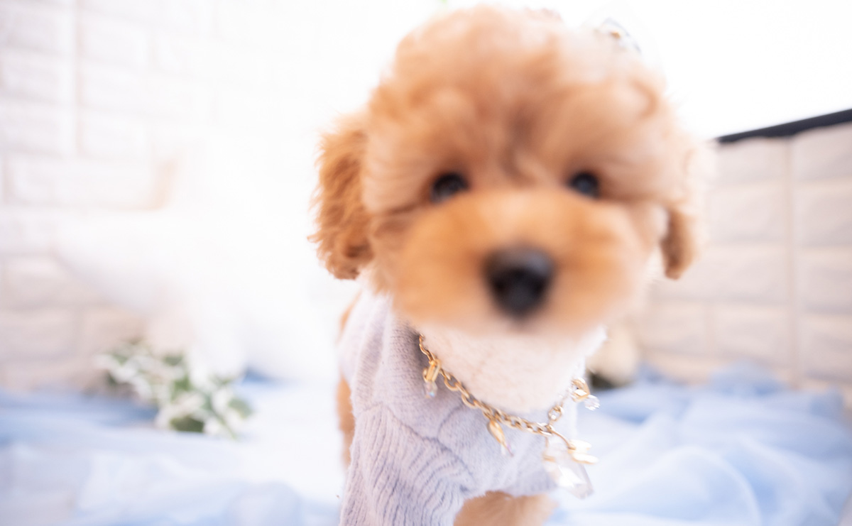 トイプードルのアプリコットの男の子｜2025年4月6日生まれ｜No.10730