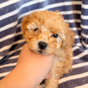 トイプードルのアプリコットの女の子｜2025年10月24日生まれ｜No.11019