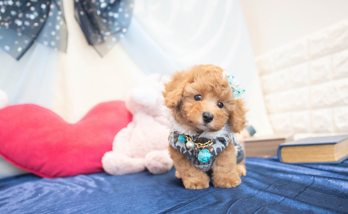 トイプードルのアプリコットの男の子｜2025年10月25日生まれ｜No.11022