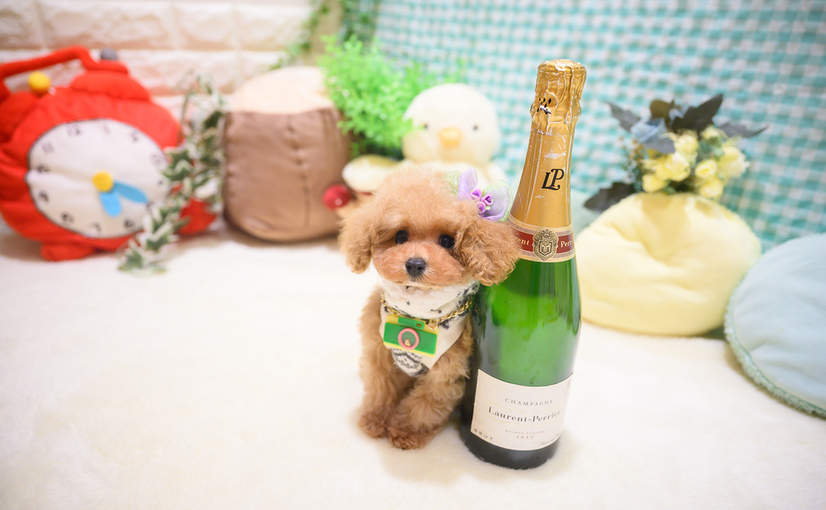 ティーカッププードルのアプリコットの男の子｜2025年10月18日生まれ