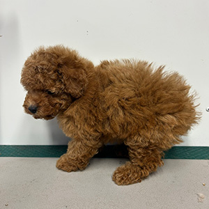 タイニープードルのアプリコットの男の子｜2025年11月2日生まれ｜No