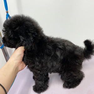 トイプードルのブラックの男の子｜2024年9月3日生まれ｜No.10455｜トイ