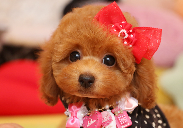 トイプードルのレッドの女の子｜2018年8月11日生まれ｜No.07161｜トイ