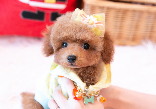 トイプードルのレッドの男の子｜2021年10月3日生まれ｜No.09060｜トイ