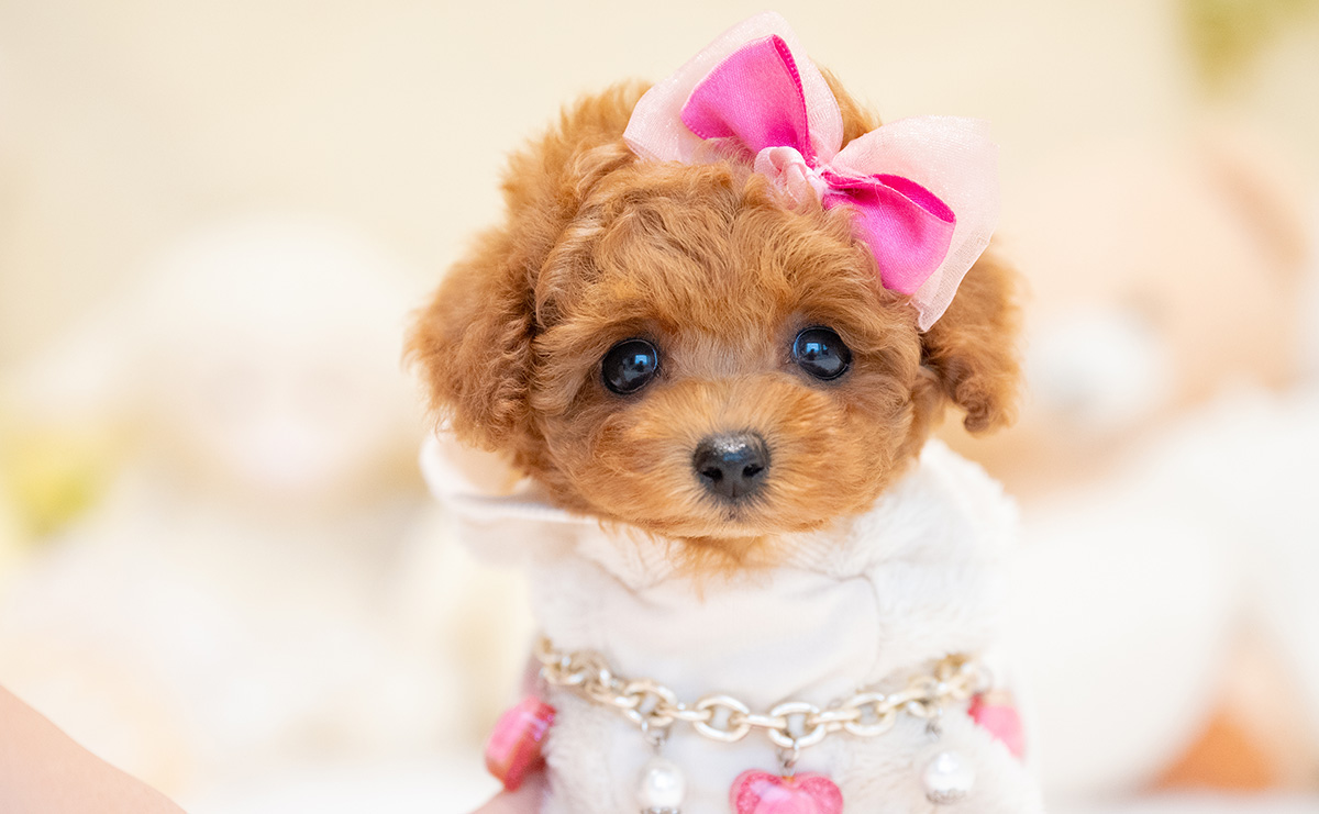 ティーカッププードルのレッドの女の子｜2024年11月8日生まれ｜No