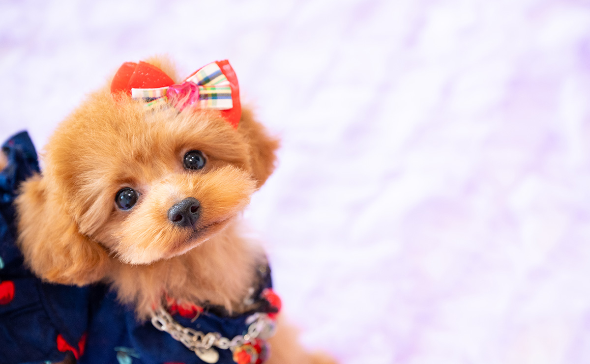 ティーカッププードルのレッドの女の子｜2025年3月29日生まれ｜No