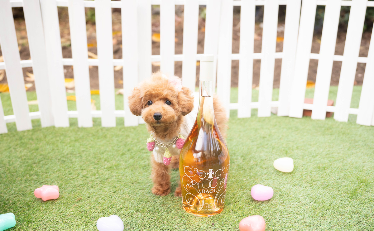 タイニープードルのレッドの女の子｜2025年7月20日生まれ｜No.10998