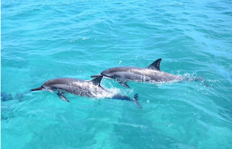 ドルフィンウォッチング＆ダブルシュノーケルbyイルカ大学 - 【公式