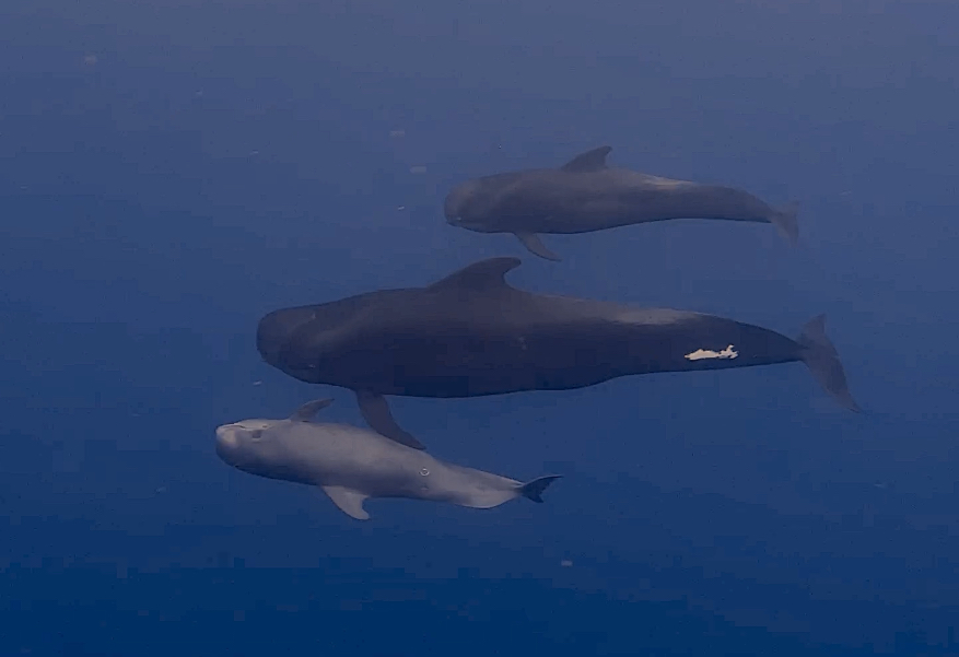 コビレゴンドウ再び現わる - 【公式】イルカ ハワイ | 野生のイルカ