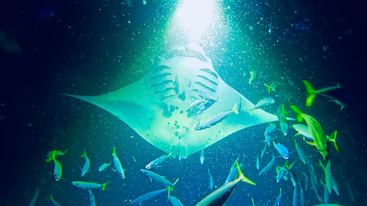 遭遇率90%超】なぜハワイ島にマンタが集まる?世界一のマンタスポット