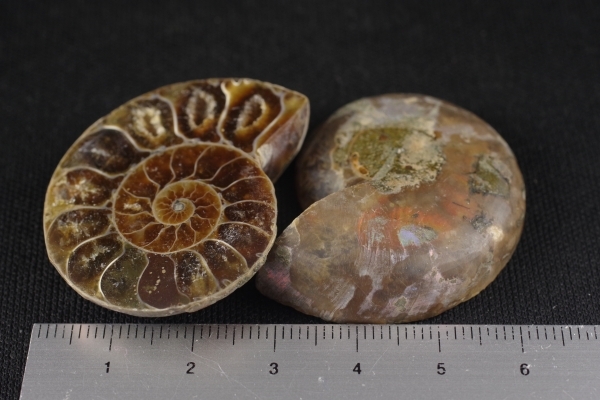 アンモナイト化石 ペア 天然石販売 名取貴石 天然石原石鉱物結晶