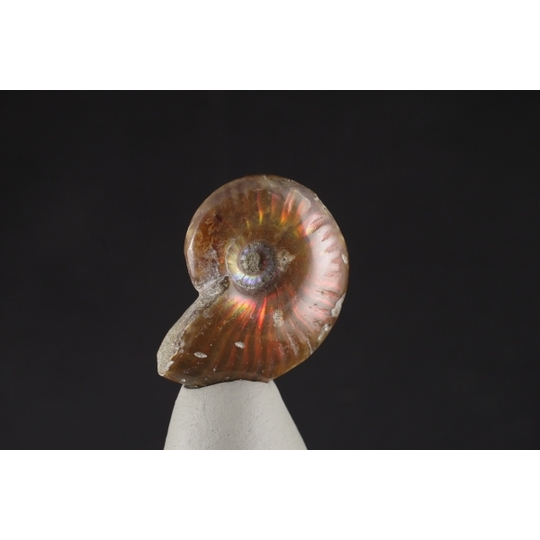 ファイヤーアンモナイト化石 20g 天然石販売 名取貴石 天然石原石