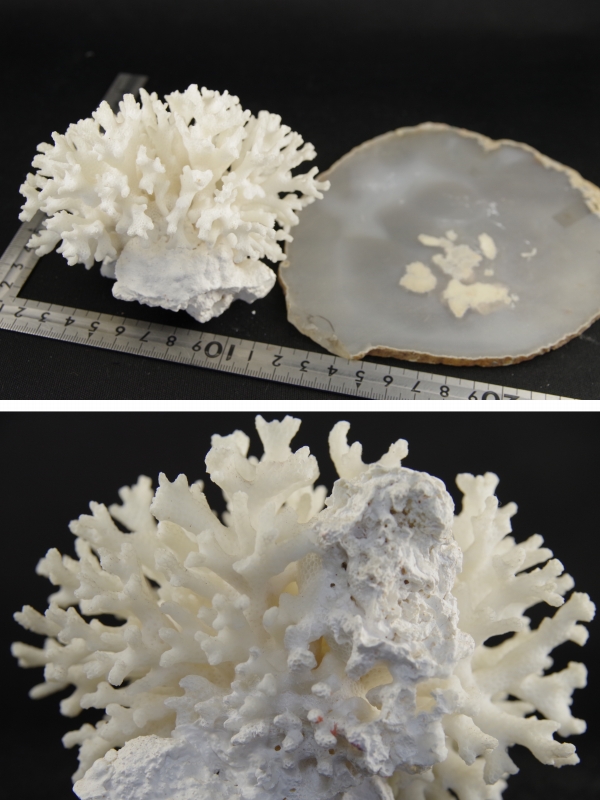 奄美大島産 天然白珊瑚 200g 天然石販売 名取貴石 天然石原石鉱物