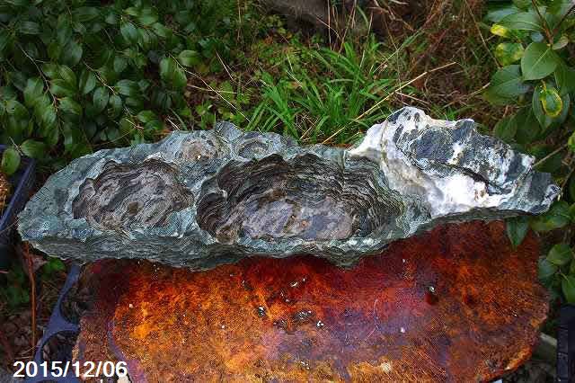 山野草の石田精華園 / 竜眼石