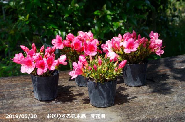 山野草の石田精華園 / 春の花木 サツキ 早乙女小町 2.5号(7.5cm