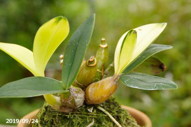 山野草の石田精華園 / 斑入り 大明石斛(タイミンセッコク) 丹頂鶴 3号