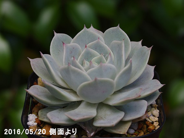 山野草の石田精華園 / エケベリア ルシータ 3号【多肉植物