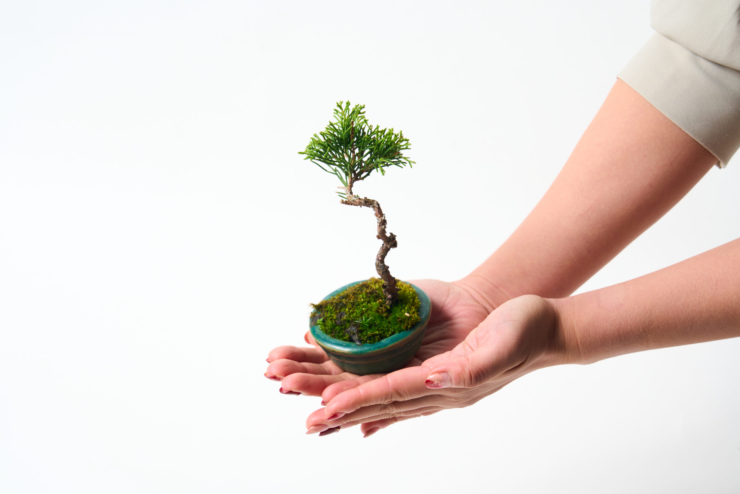 2/13【新商品のご紹介】糸魚川ミニ真柏育成セット～育三郎～ - 新着