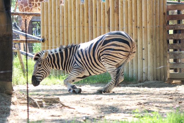 しましまうまうまシマウマ｜動物たちのおはなし｜公園だより｜到津の森公園