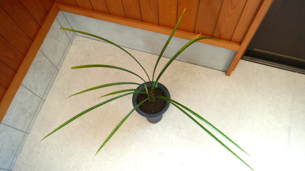 寒蘭 桃花 慕情