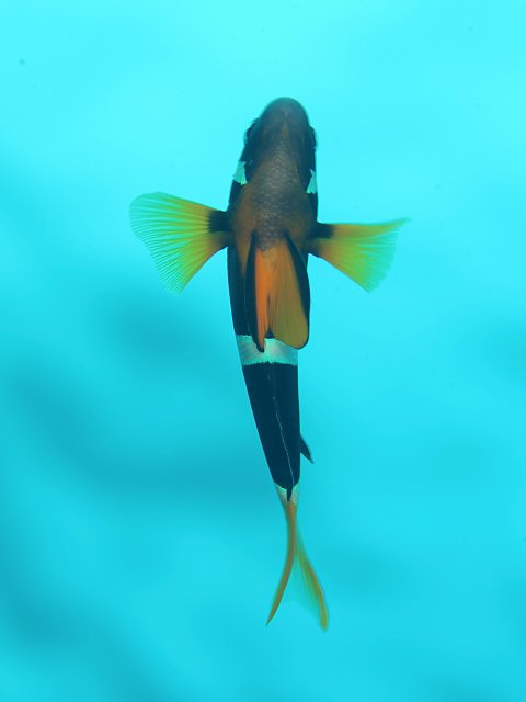 クマノミ - Izuzuki海の生き物大図鑑(笑)