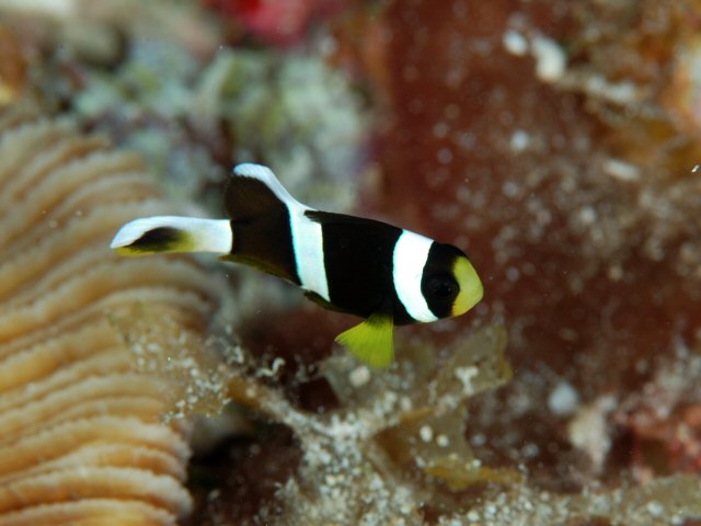 クマノミ - Izuzuki海の生き物大図鑑(笑)