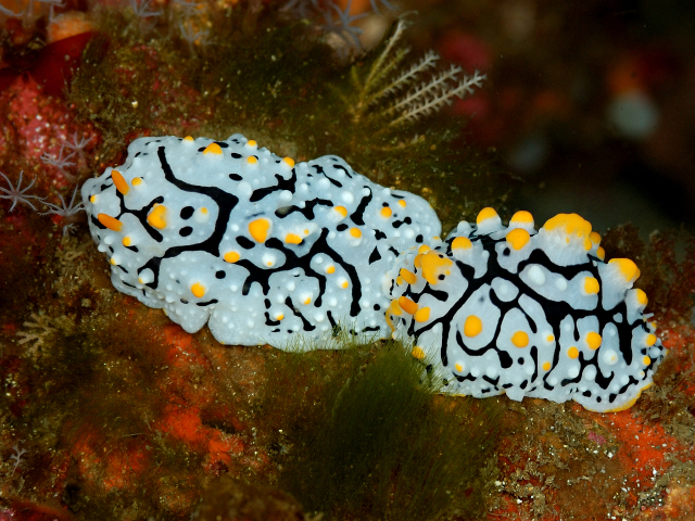 ボンジイボウミウシ - Izuzuki海の生き物大図鑑(笑)