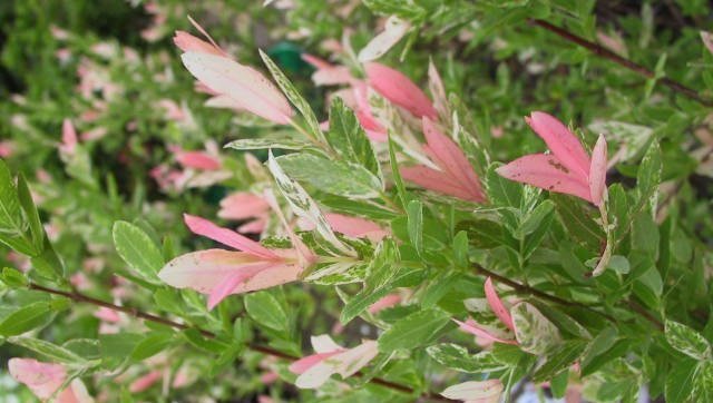 ハクロニシキ（白露錦）