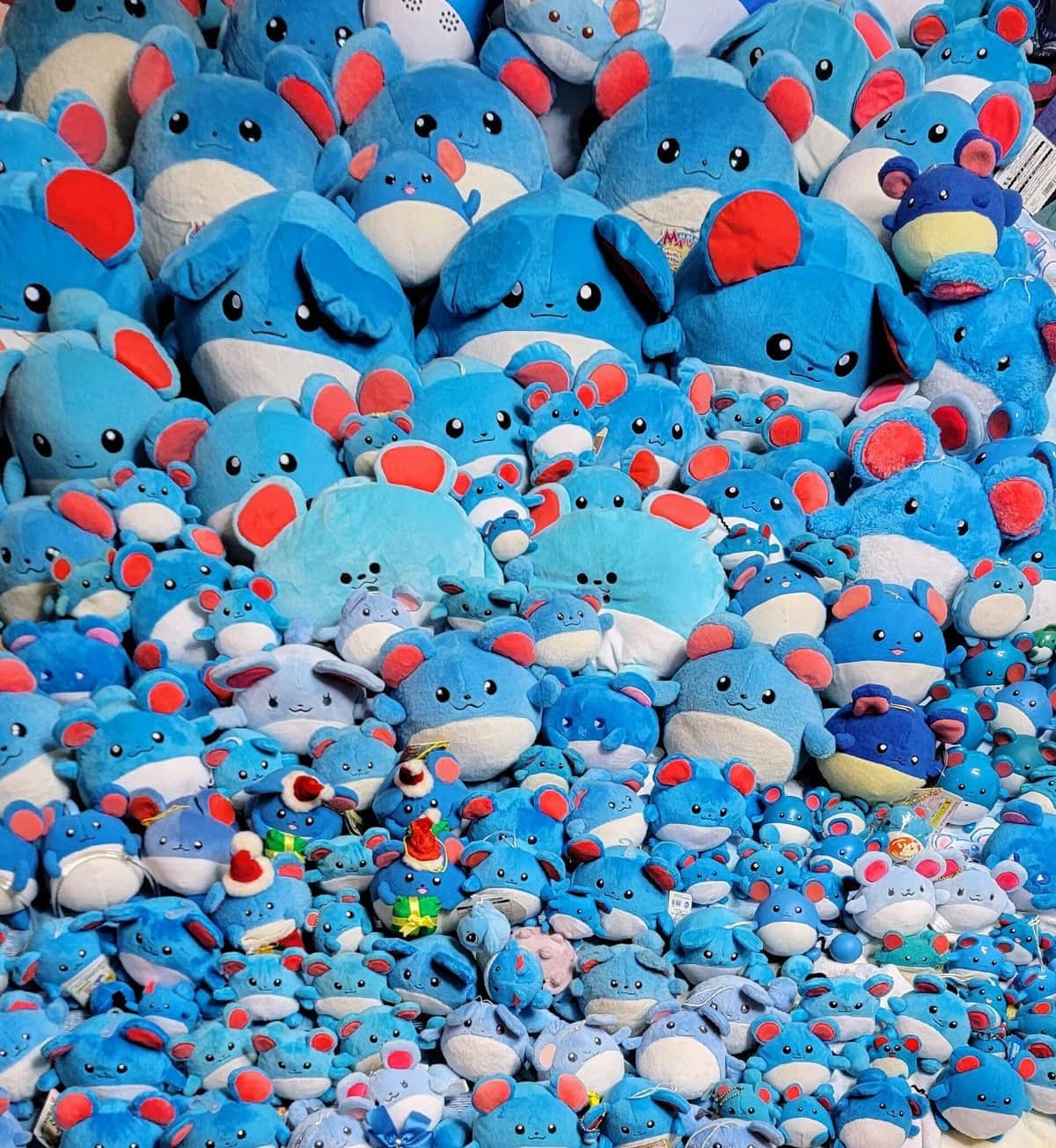 中古ぬいぐるみ「救出」重ね今や200匹以上に！ ポケモン「マリル