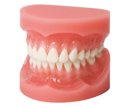 スタディーモデル | 株式会社 JM Ortho