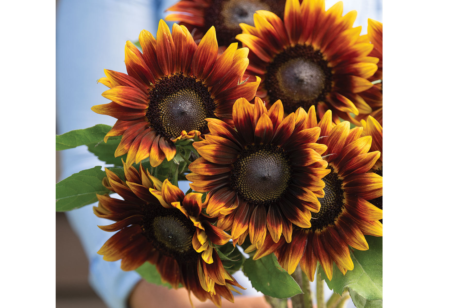 Shock-O-Lat - (F1) Sunflower Seed | Johnny's Selected Seeds