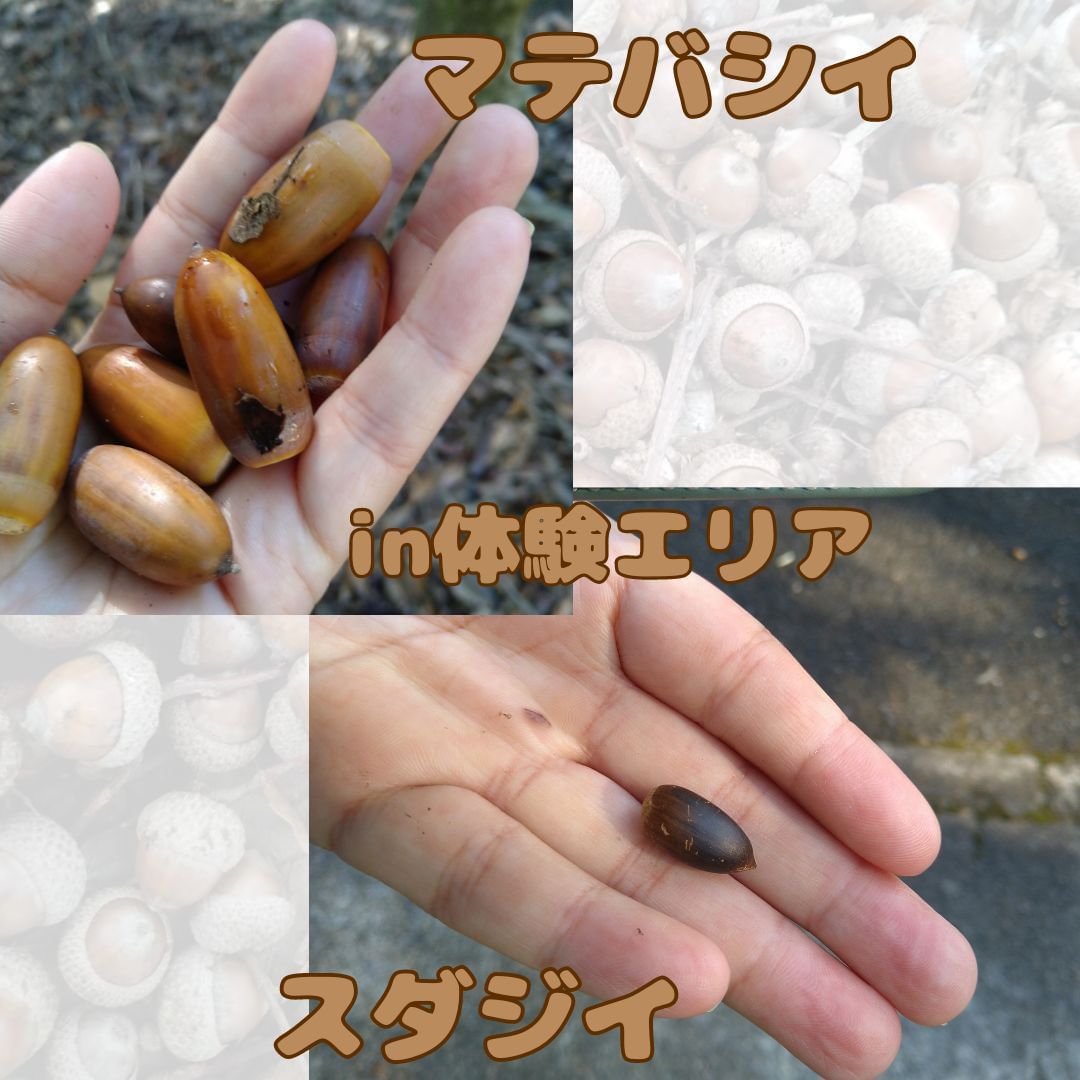 どんぐりについて（R6.10.10現在） – 鹿児島県上野原縄文の森