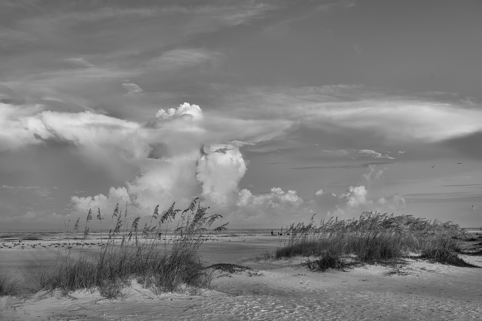 Lido Key Sea Oats and Storm Clouds Black and White Photo | Prints
