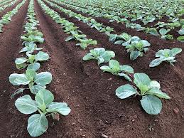 春まきキャベツ 育苗管理が肝心 | JA粕屋 粕屋農業協同組合