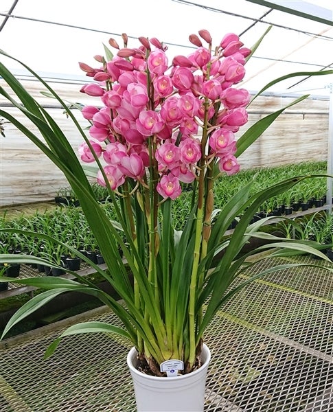 週末特価！2鉢価格！シンビジウム　苗　苗木　4本立ち　洋ラン　蘭　三つ星 週末特価！2鉢価格！シンビジウム 苗 苗木 4本立ち 洋ラン 蘭 三つ星