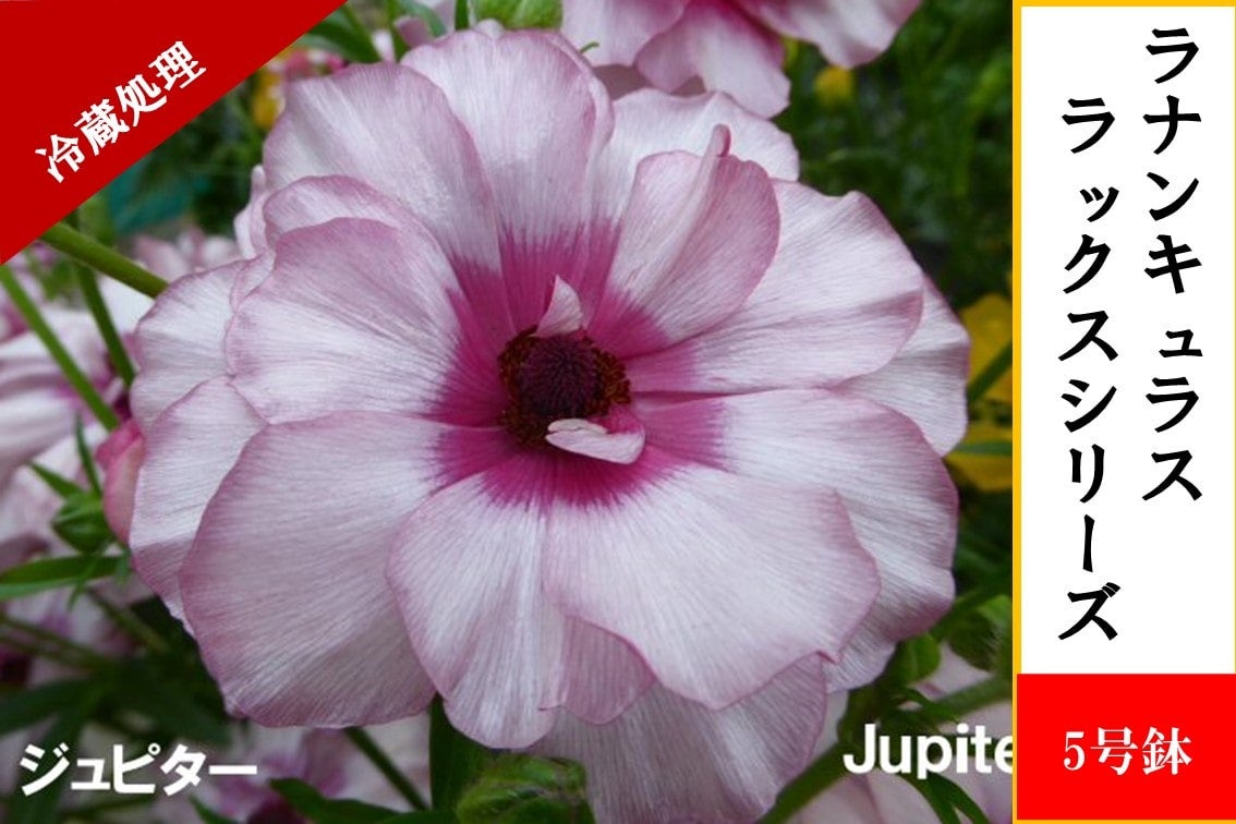 ラナンキュラス ラックスシリーズ【ヘレン】5号鉢（促成栽培）: JA