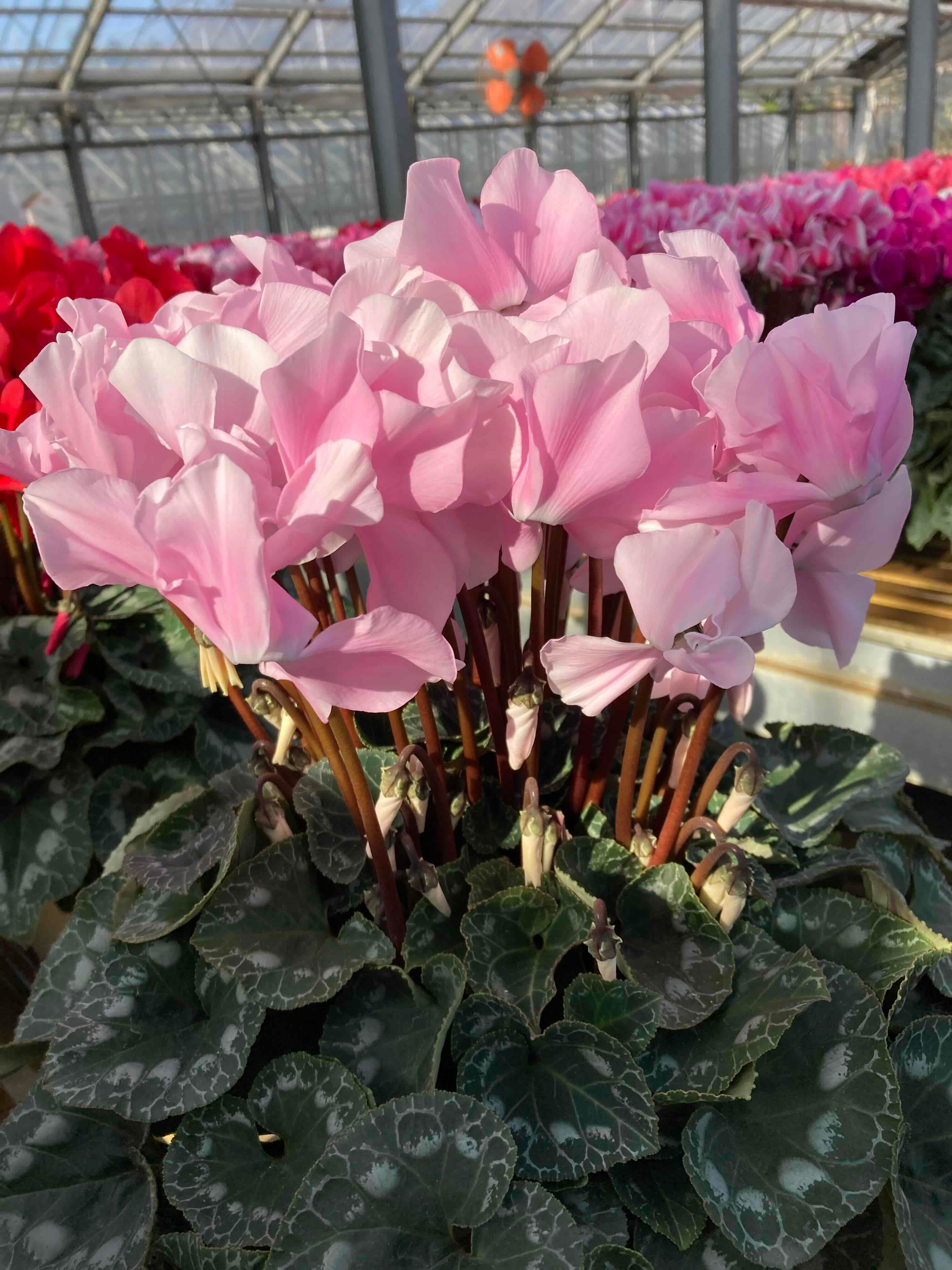 シクラメン 6号鉢【ピーチ】: JA全農かながわ|【JAタウン】産地