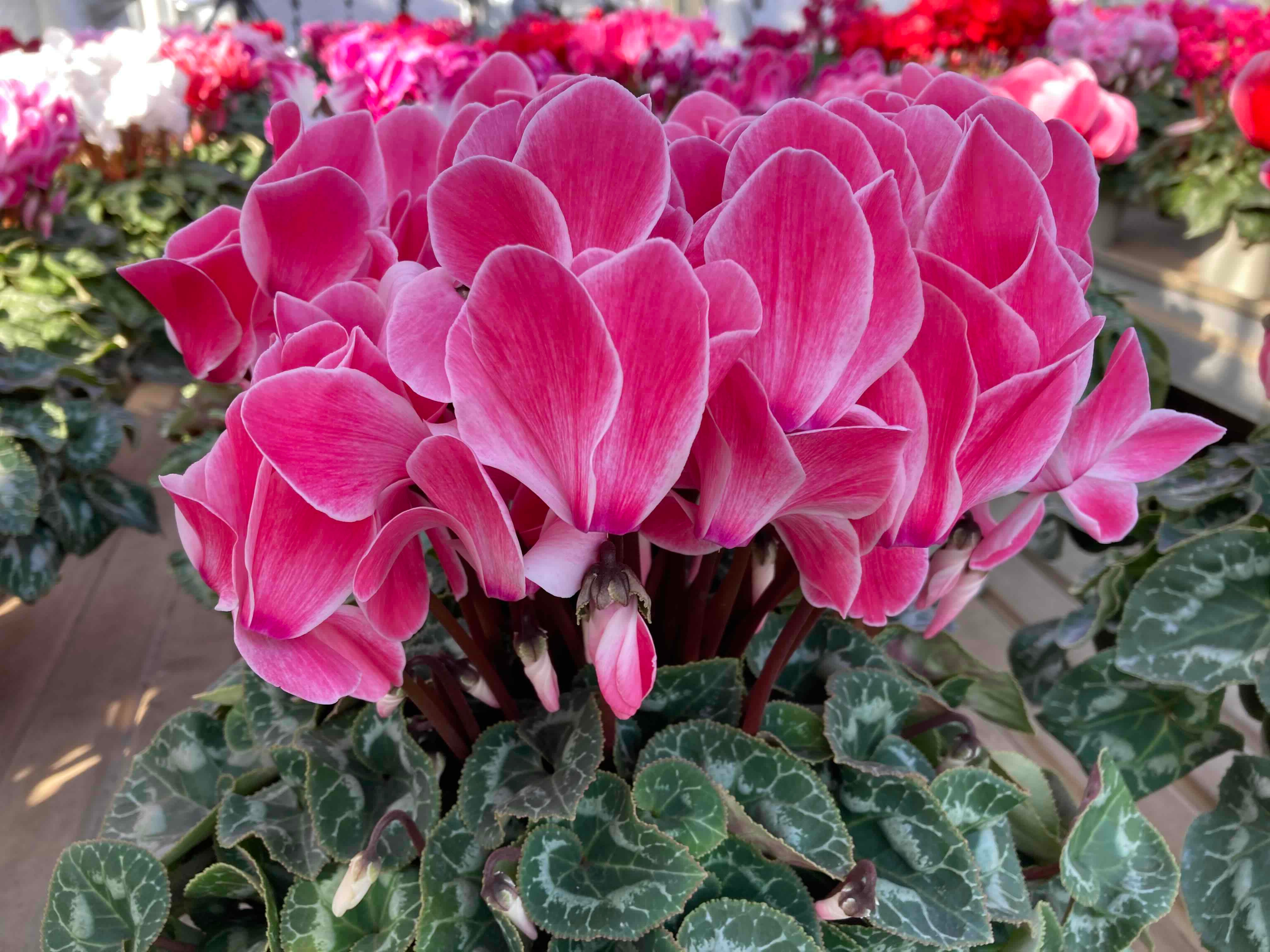 シクラメン 6号鉢【あけぼの】: JA全農かながわ|【JAタウン】産地