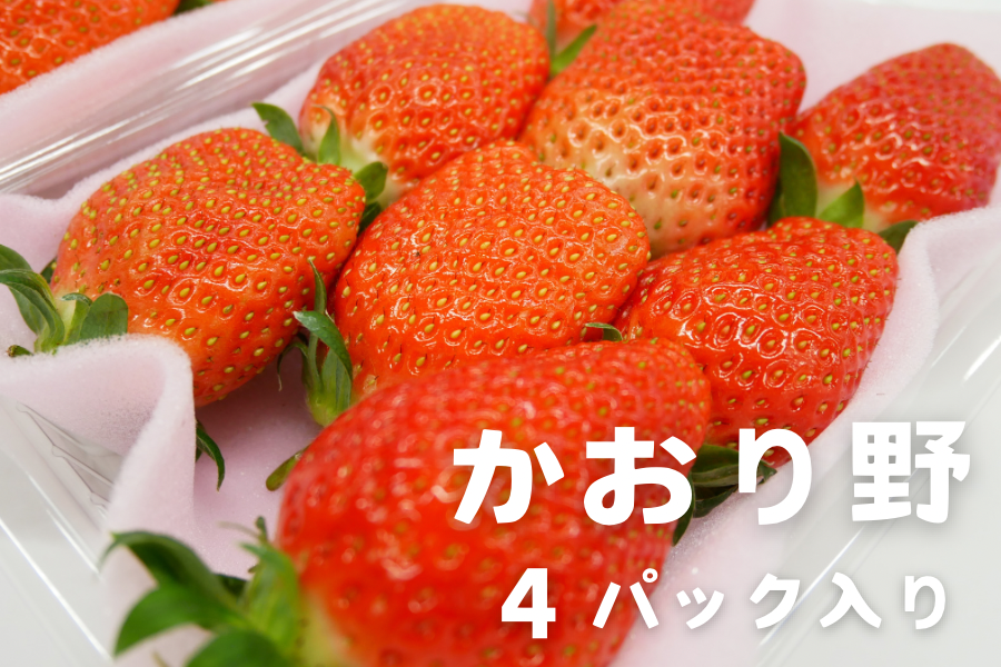 朝採り完熟いちご『かおり野』4パック入り 茨城県産: いいものいっぱい