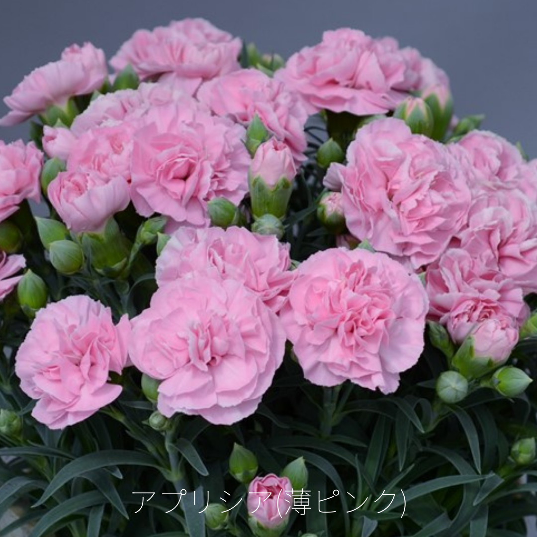 母の日」埼玉県産カーネーション 7号鉢 （ピンク系）: 埼玉・暮らしの