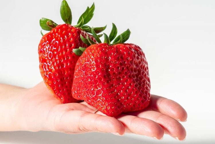 数量限定】風農園 超大粒紅ほっぺ 厳選6～8粒入 【※配送日指定不可