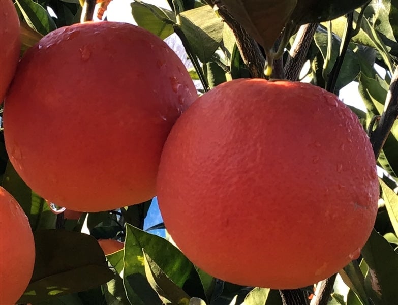 しまなみ育ちの「タロッコ」（ブラッドオレンジ）約5kg（M～L